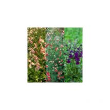 Offre speciale sauges - 6 godets - Plantes vivaces