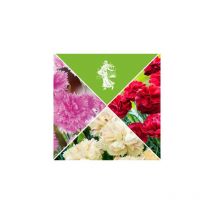 Offre oeillets parfumes plante vivace - 9 godets - plantes