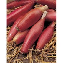Oignon rossa di firenze simiane - 5 g - Graines