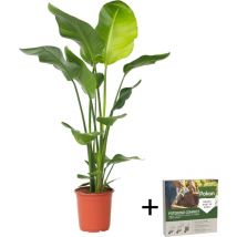 Plant In A Box - Oiseau de paradis - Strelitzia nicolai - Hauteur 90-110cm - 21cm