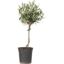 Olivier - Olea europaea - Hauteur 45-55cm - 14cm