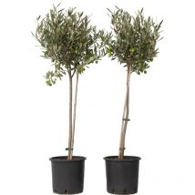Plant In A Box - Olivier - Set de 2 - Olea europaea - Hauteur 80-90cm - 19cm