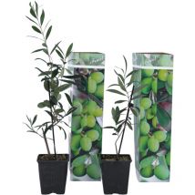 Olivier - Set de 2 - Olea europaea - Hauteur 25-40cm - 9cm