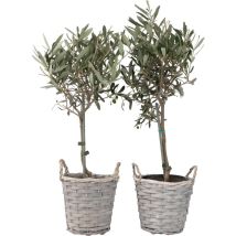 Plant In A Box - Olivier - Set de 2 - Olea europaea - Hauteur 50-60cm - 14cm