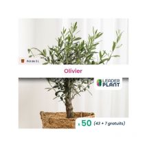 50 x Olivier en pot de 3 l