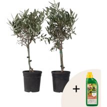 Plant In A Box - Olivier - Set de 2 - Olea europaea - Hauteur 50-60cm - 14cm