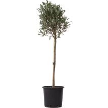 Plant In A Box - Olivier - Olea europaea - Hauteur 90-100cm - 21cm