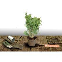 Oranger du Mexique Greenfingers 'Lissfing'/Pot de 3L