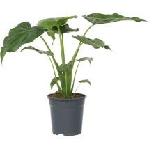 Plante éléphant - Alocasia 'Cucullata' - Hauteur 70-80cm - 19cm
