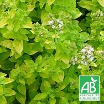 Plantes Avenue - Origan doré BIO/Lot de 9 godets - Rose