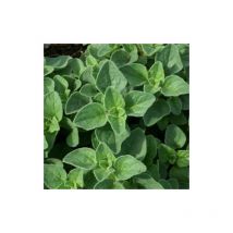 Plantes Avenue - Origan Hot and Spicy | Conditionnement: Lot de 5 godets