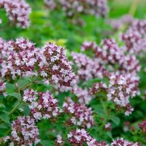 Plantes Avenue - Origan Rosenkuppel | Conditionnement: Lot de 3 godets