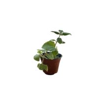 Origano cubano – 8050624950689 – Pianta ornamentale sempreverde alta 30-90 cm – Resistente alla siccità – Mediterraneo Garden