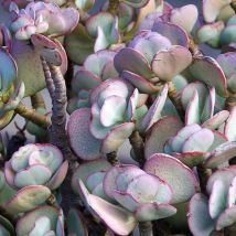 Orpin sieboldii Combo Pink/Pot de 2,5 l