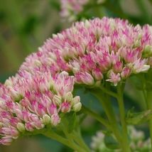 Orpin spectabilis Rosenteller | Conditionnement: Lot de 3 godets