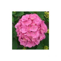 Ortensia 'Hydrangea macrophylla Early Pink' pianta in vaso 12 cm Early pink