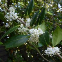 Osmanthe heterophyllus/Pot de 3L