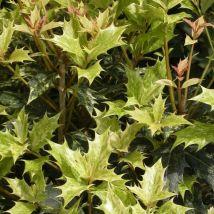 Osmanthe Goshiki/Pot de 3L