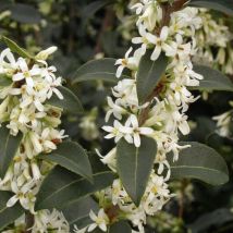 Osmanthe de Burkwood/Pot de 3L