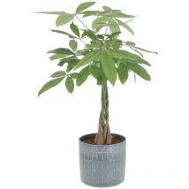 Kentis - Pachira Acquatica con Vaso in Ceramica Alma - h 60-70 cm Vaso ø 17 cm