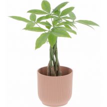 Kentis - Pachira Acquatica con Eco-Vaso Pink - h 25/35 cm Vaso ø 12 cm