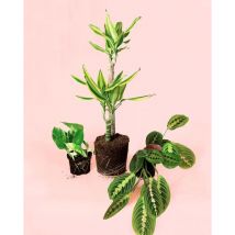 Pur Plant - Pack 3x Plantas m Fáciles de Cuidar Plantas Interior