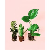 Pur Plant - Pack 3x Plantas Medianas Resistentes Plantas Interior
