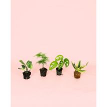 Pack 4x Mini Plantas Poca Luz Plantas Interior Pur Plant
