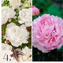 Plant In A Box - Pivoine - Set de 4 - Paeonia - Rhizomes - Rose