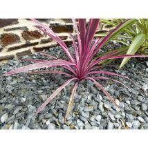 Classgarden - Paillage Ardoise gris 10-30 Pack 7 m² - 17 sacs - 425 kg