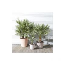 Palma cinese a ventaglio 'Chamaerops excelsa' pianta in vaso 9 cm