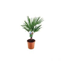 Palma cinese di Chusan 'Trachycarpus fortunei' pianta in vaso 19 cm foto reale