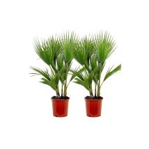 Palma messicana 'Washingtonia robusta' pianta in vaso 24 cm h. 80/100 cm