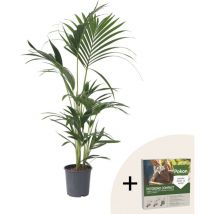 Palmier Kentia - Howea forsteriana - Hauteur 90-100cm - 18cm