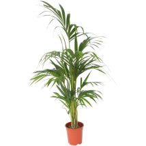 Palmier Kentia - Howea forsteriana - Hauteur 130-140cm - 21cm