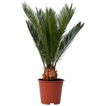Sagou du Japon - Cycas revoluta - Hauteur 45-60cm - 15cm
