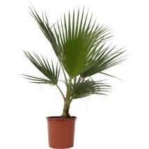 Palmier de Washington - Washingtonia robusta - Hauteur 70-90cm - 21cm