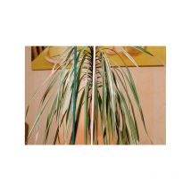 Flora - Palo para partir naturaleza ø 4-45mm 50cm 10 manojo