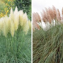 Pampas Grass Pink & White Duo - 9cm Potted Plant x 2 (1 of each)