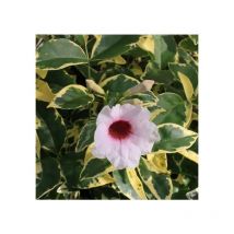 Pandorea jasminoide variegata vaso 18cm, h 120cm