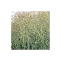 Panic érigé Prairie Sky/Godet