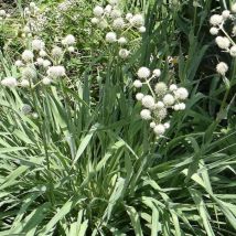 Panicaut à feuille de yucca/Lot de 5 godets