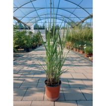 Panicum – Altezza 1,8-2,2 metri – Foglie fino a 90 cm – Pannocchia fino a 60 cm – Resistente fino a -15° C