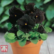 Thompson&morgan - Pansy Wittrockiana Blackmoon Hybrid F1 1 Seed Packet (25 Seeds)