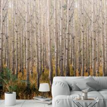 Papier peint forêt de bouleaux 159x280cm