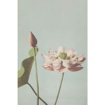 Estahome - papier peint panoramique fleur de lotus vieux rose