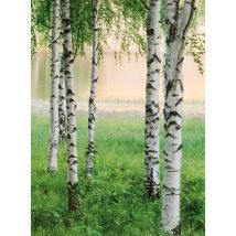 Papier peint panoramique arbre bouleau | Tapisserie panoramique nature verte et blanche | Papier peint panoramique forêt pour salon - 192 X 260 cm (4