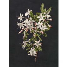 Papier peint panoramique floral fond noir Tapisserie panoramique fleurie idéale salle de bain Papier peint panoramique motif fleur blanc & vert