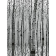 Papier peint panoramique foret de bouleau dans eau | Tapisserie panoramique nature noir & blanc | Papier peint panoramique bois chambre adulte - 192