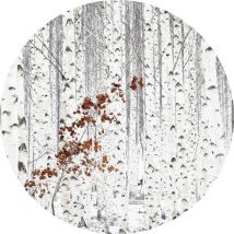 Papier peint panoramique forêt de bouleau aspect salon | Tapisserie panoramique arbre idéal chambre | Papier peint panoramique blanc cercle forêt